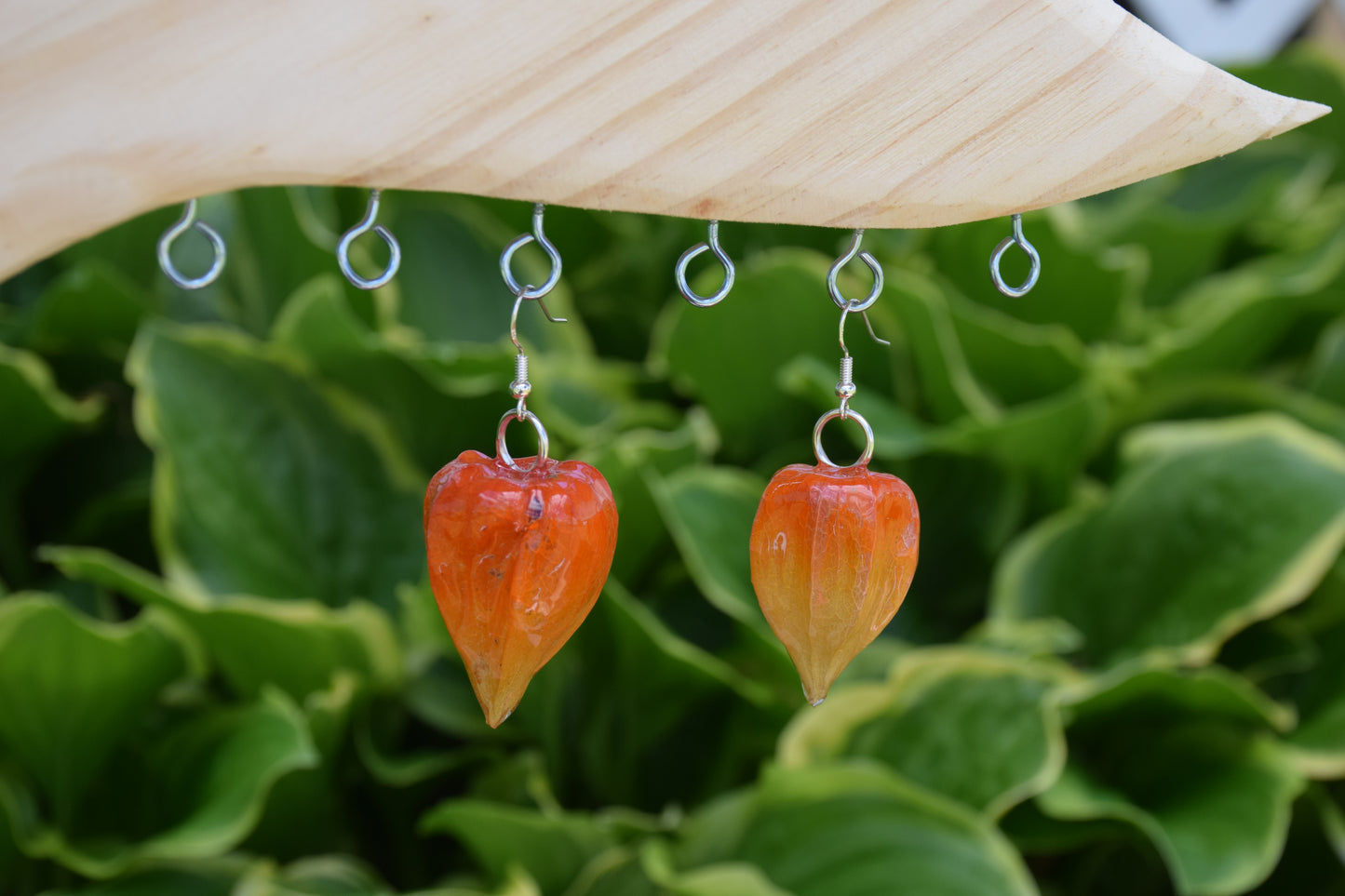 Real Ground Cherry (Chinese Lantern) Earrings