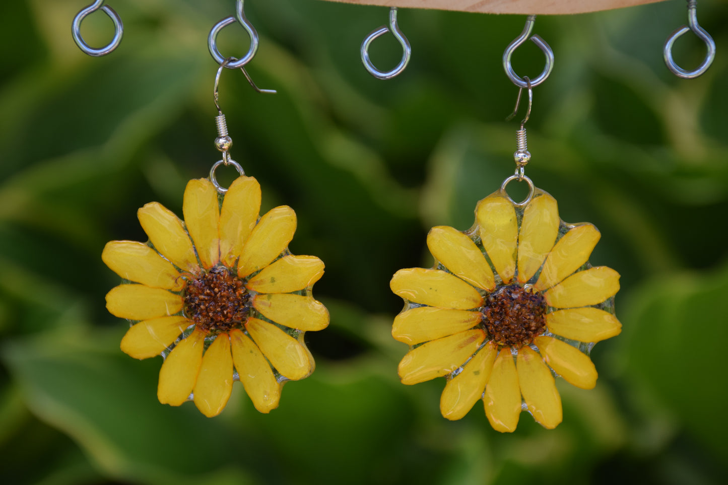 Real Zinnia Flower Earrings