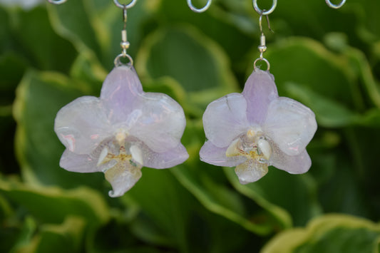 Real Orchid Flower Earrings