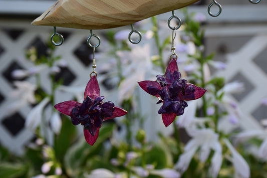 Real Preserved Fuchsia Flower Earrings
