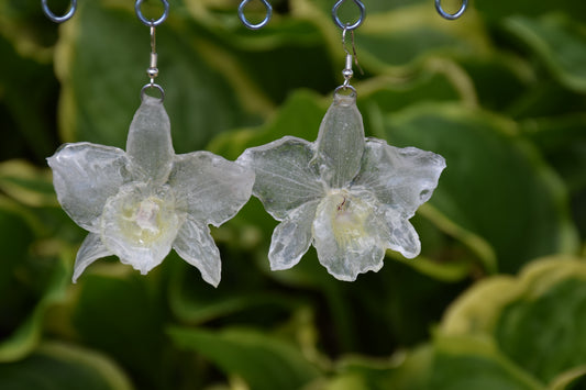 Real Orchid (Dendrobium) Flower Earrings