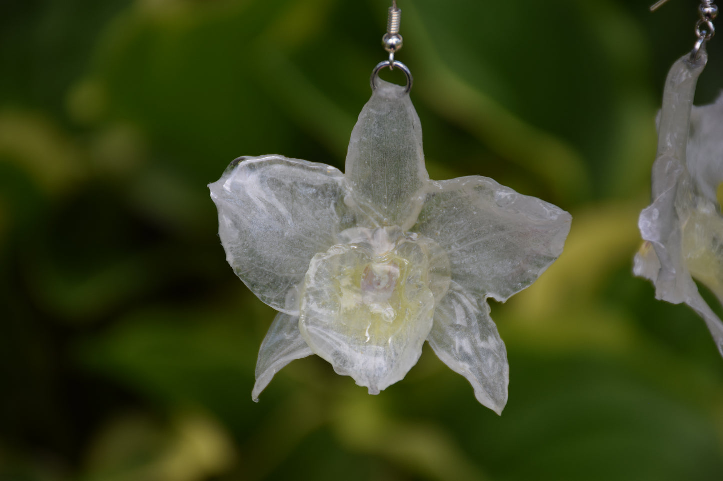 Real Orchid (Dendrobium) Flower Earrings
