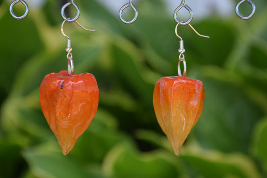 Real Ground Cherry (Chinese Lantern) Earrings