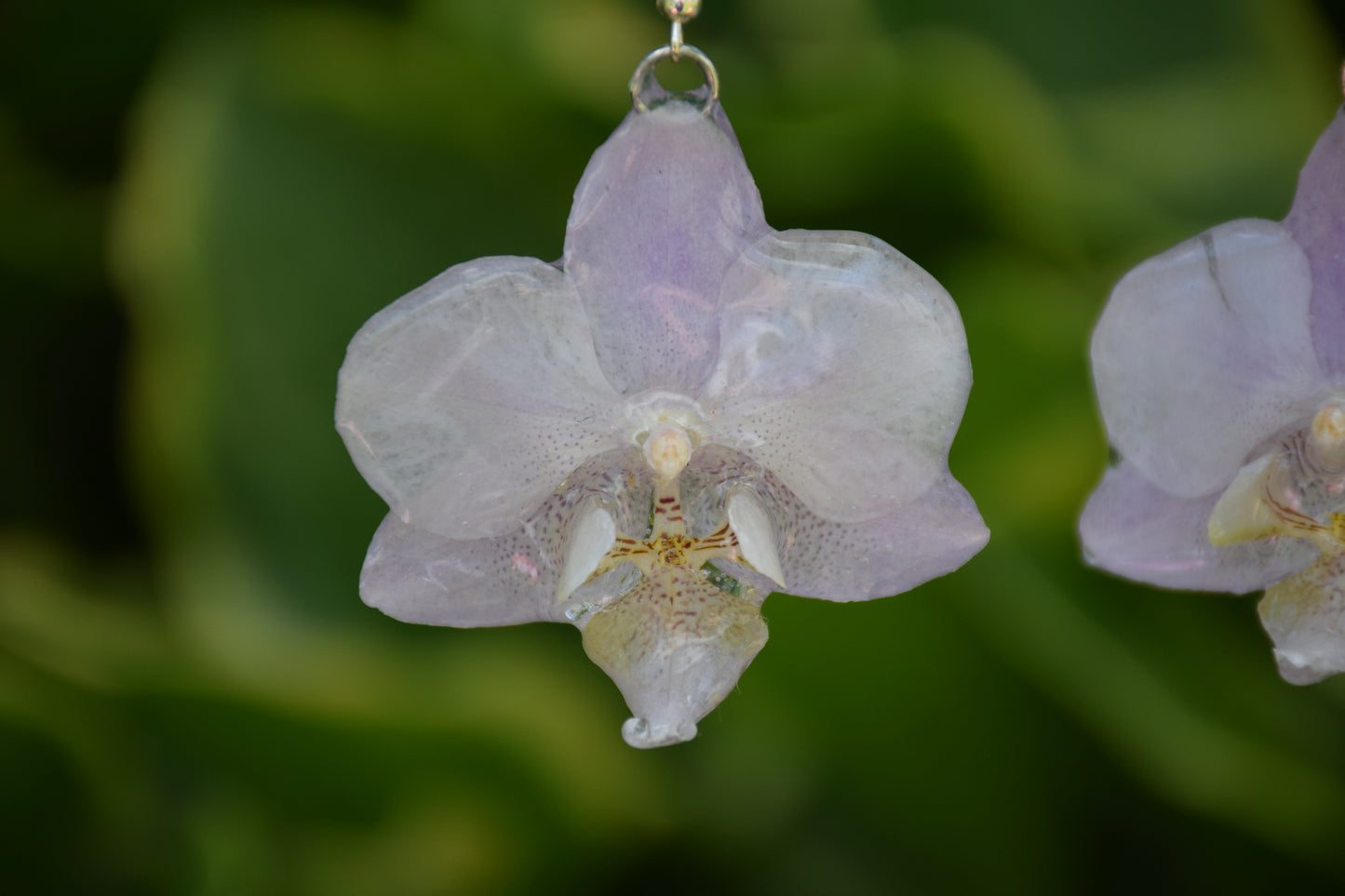 Real Orchid Flower Earrings