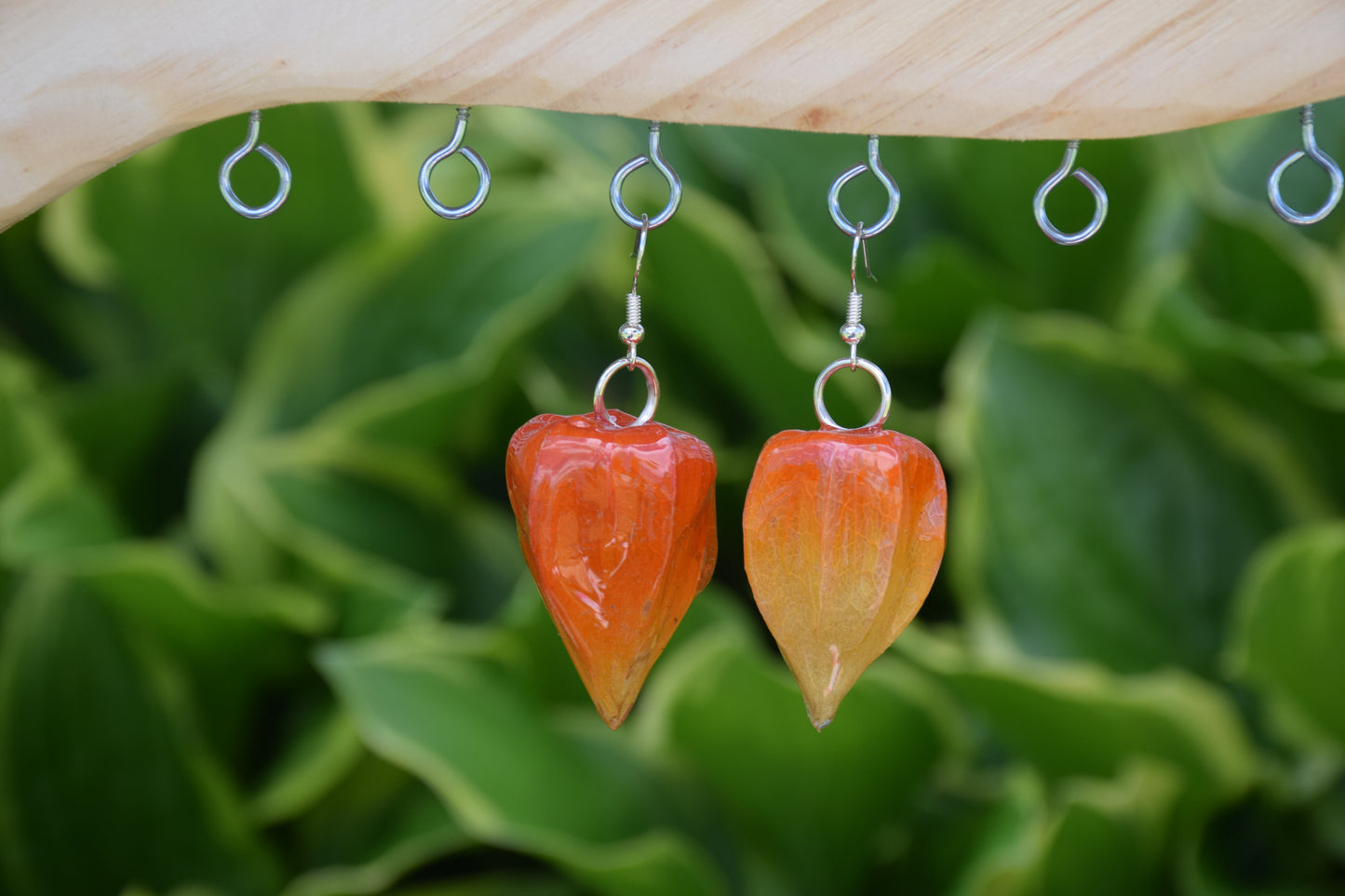 Real Ground Cherry (Chinese Lantern) Earrings