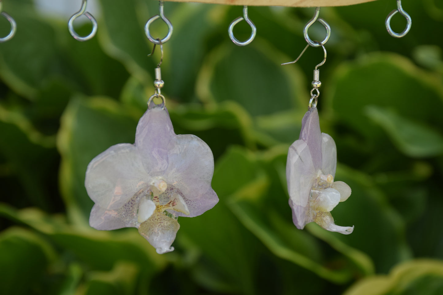 Real Orchid Flower Earrings