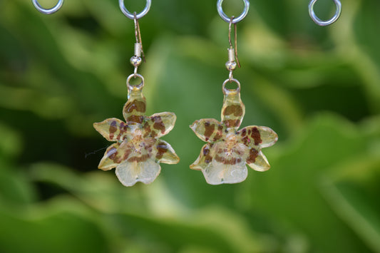 Real Orchid (Oncidium) Flower Earrings