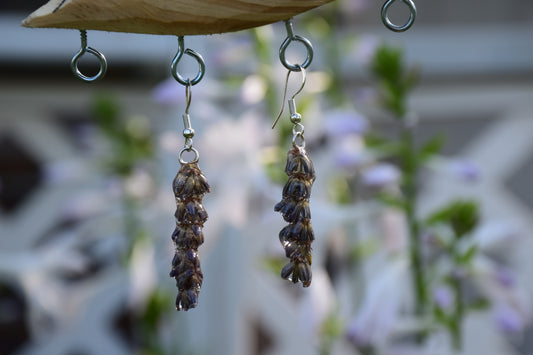 Real Preserved Lavender Flower Earrings