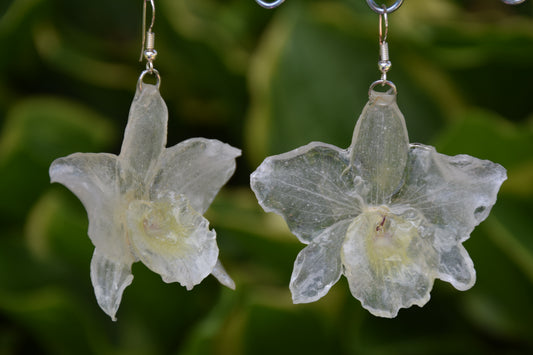Real Orchid (Dendrobium) Flower Earrings