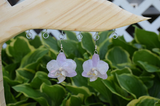 Real Orchid Flower Earrings