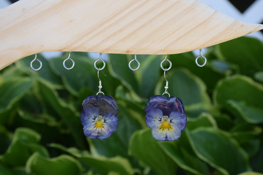 Real Pansy Flower Earrings